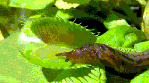 Description: Description: Image result for insectivorus plant leaves gif