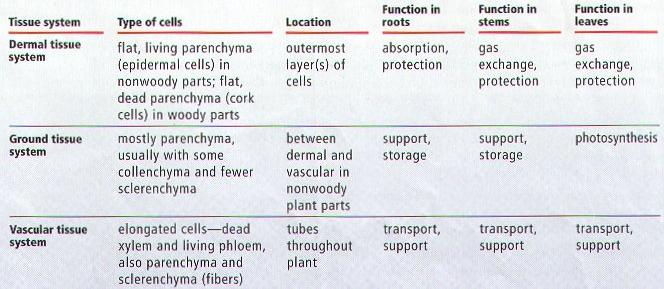 Image result for The Epidermal Tissue System · The Ground or Fundamental Tissue System · The Vascular or Conducting Tissue System