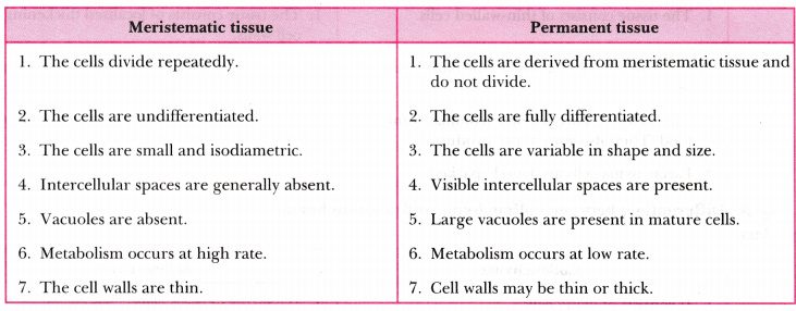 Image result for € Meristematic tissues € Permanent tissues